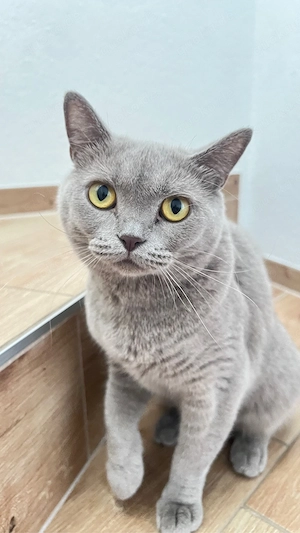 BKH-Katze sucht ein liebevolles Zuhause
