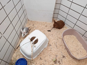 Männliche Kaninchen