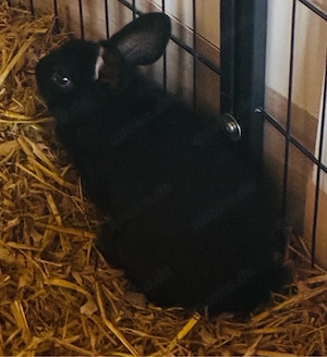 2 schwarze häsinen zur abgabe 