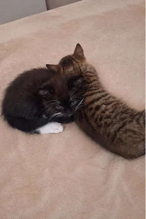 Kitten Kater 