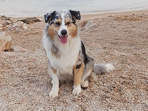 Australian-Shepherd-Welpen
