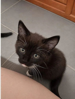 Kitten Kater 