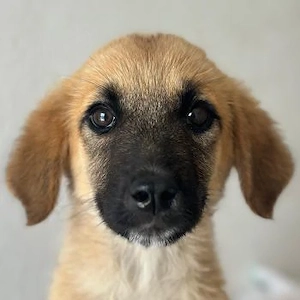 Cindy, geb. ca. 03 2026, lebt in GRIECHENLAND, im städt. Tierheim Serres