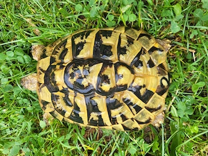 Verkaufe adulte weibliche griechische Landschildkröten  Bild 4