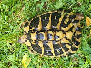 Verkaufe adulte weibliche griechische Landschildkröten  Bild 6