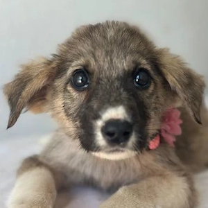 Karolina, geb. ca. 03 2026, lebt in GRIECHENLAND, im städt. Tierheim Serres