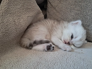 Supersüße BLH Kitten