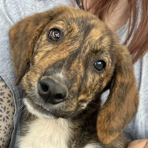 Shelby, geb. ca. 03 2026, lebt in GRIECHENLAND, im städt. Tierheim Serres 