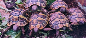 Wieder schöne Griechische Landschildkröten Testudo hermanni in Altötting eingetroffen! 99,     Bild 5