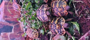 Wieder schöne Griechische Landschildkröten Testudo hermanni in Altötting eingetroffen! 99,     Bild 6