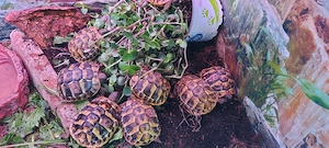 Wieder schöne Griechische Landschildkröten Testudo hermanni in Altötting eingetroffen! 99,     Bild 2
