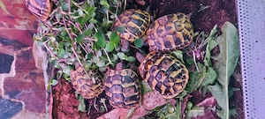 Wieder schöne Griechische Landschildkröten Testudo hermanni in Altötting eingetroffen! 99,     Bild 3