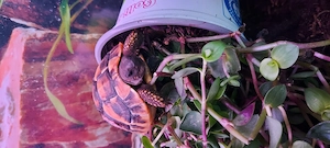 Wieder schöne Griechische Landschildkröten Testudo hermanni in Altötting eingetroffen! 99,     Bild 4