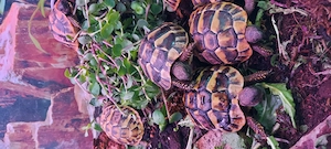 Wieder schöne Griechische Landschildkröten Testudo hermanni in Altötting eingetroffen! 99,     Bild 7