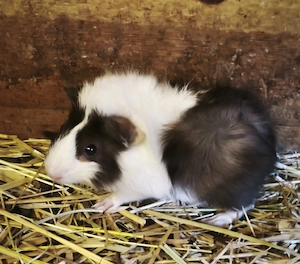 Junge Meerschweinchen