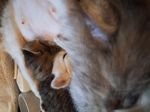 Supersüße BLH Kitten