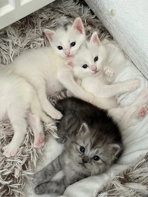 4 süße Rassenmix-Kitten (Britisch Kurzhaar   Türkische Van)   ab 01.09. abzugeben