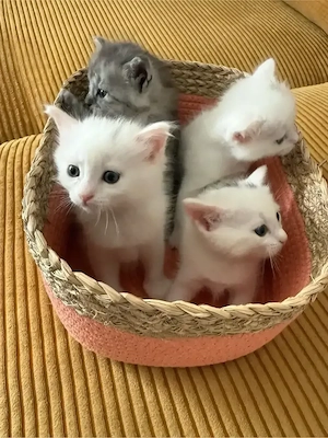 4 süße Rassenmix-Kitten (Britisch Kurzhaar   Türkische Van)   ab 01.09. abzugeben