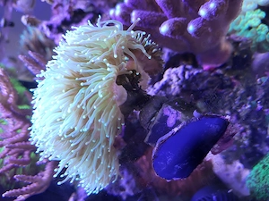 Euphylia glabrescens Ableger 