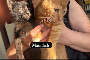 baby katzen abzugeben   