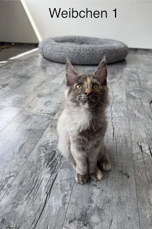 Maine Coon Kitten Zwei bezaubernde Mädchen suchen ab sofort ein liebevolles Zuhause