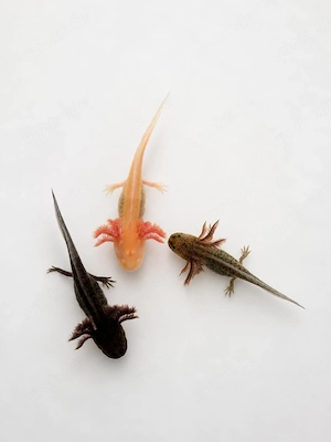 Gesunde Axolotl-Jungtiere in verschiedenen Farbschlägen abzugeben (BD-frei!)
