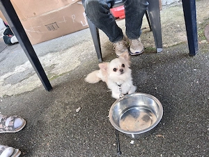 Chihuahua rüden abzugeben 