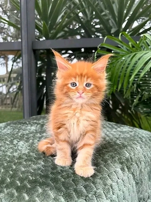 Freundliche und sozialisierte Maine-Coon-Kätzchen.