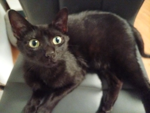 katze bombay