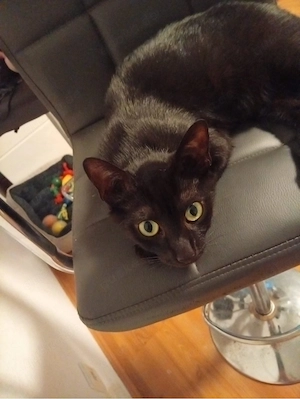 bombay katze 