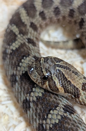 Sable het Toffee - Mai Tai - Heterodon nasicus Hakennasennatter