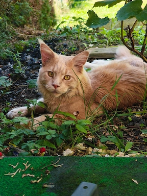 Main Coon Deckkater 