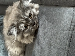 BKH,BLH Kitten ( ab sofort)