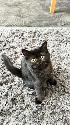 BKH,BLH Kitten ( ab sofort)