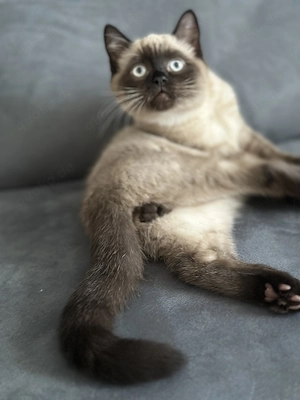 BKH,BLH Kitten ( ab sofort)