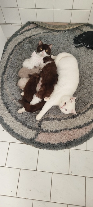 Selkirk Rex   Britisch Kurzhaar Kitten   liebevoll aufgezogen