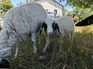 Dorperschaf weibchen