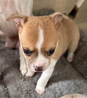  Chihuahua Rüde sucht ein zu Hause