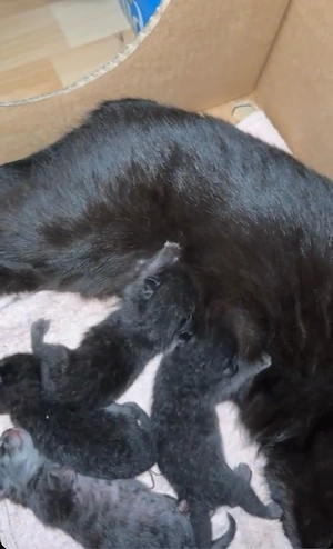 Babykatzen (Bombay-Mischlinge) zu verkaufen