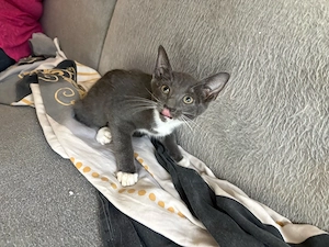 Kleines halb siam mädchen sucht neues zuhause