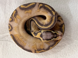 2 Baby Königspythons NZ 2026 (1x Pastel Ivory, 1x Super Gravel Pastel) TOP!!!