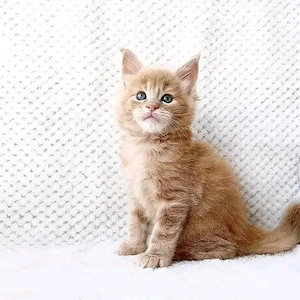 12 Wochen alte, wunderschöne reinrassige Maine-Coon-Kätzchen