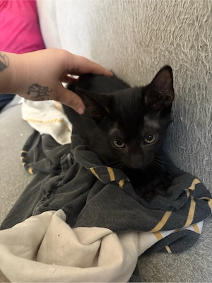 schwarzes mädchen sucht neues zuhause