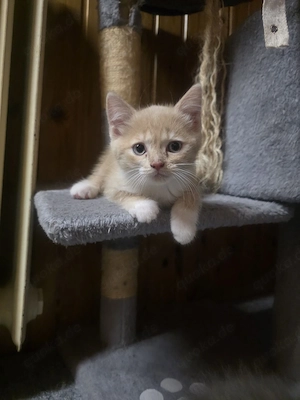 Katzenbabys