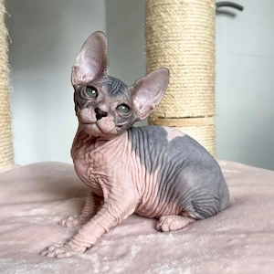 Bezaubernde 12 Wochen alte Sphynx-Kätzchen (männlich & weiblich) suchen ein liebevolles Zuhause