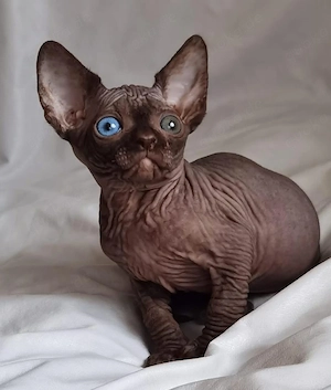 Sphynx-Kätzchen   Männchen & Weibchen verfügbar