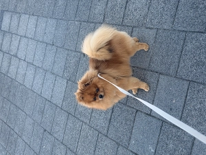 Pomeranian (Zwergspitz) Rüde Coco (1 Jahr)  geimpft, gechippt, sucht neues liebevolles Zuhause