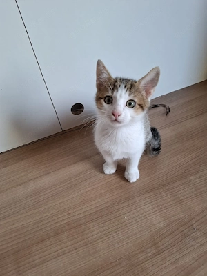 Babykatzen suchen neues Zuhause 