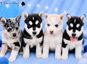 Typvolle Pomskywelpen suchen ihr Traumzuhause