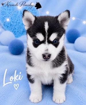 Typvolle Pomskywelpen suchen ihr Traumzuhause